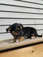 Rose, a female Jack Russell Terrier and Chihuahua for sale in Smiths Creek, MI – 4 of 8