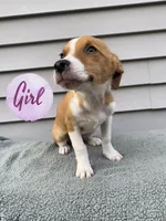Joy, a female Jack Russell Terrier for sale in Smiths Creek, MI – 1 of 5