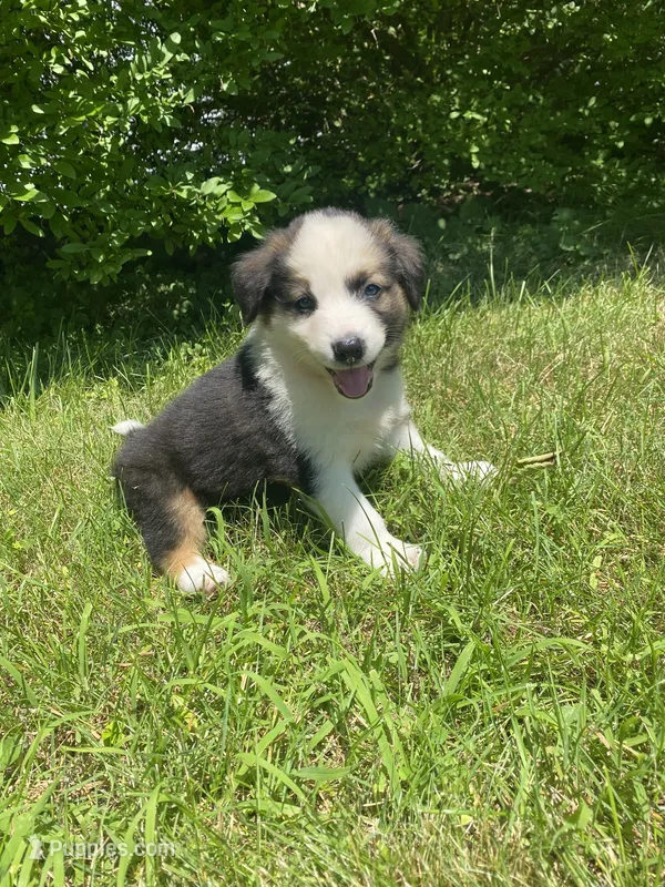 Buddy – Australian Shepherd, Border Collie puppy for sale in Richmond, MI