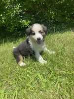 Buddy, a male Australian Shepherd and Border Collie for sale in Richmond, MI – 1 of 5
