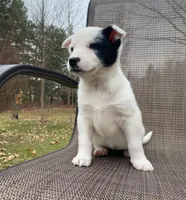Green, a female Australian Cattle Dog for sale in Richmond, MI – Photo 7 of 7