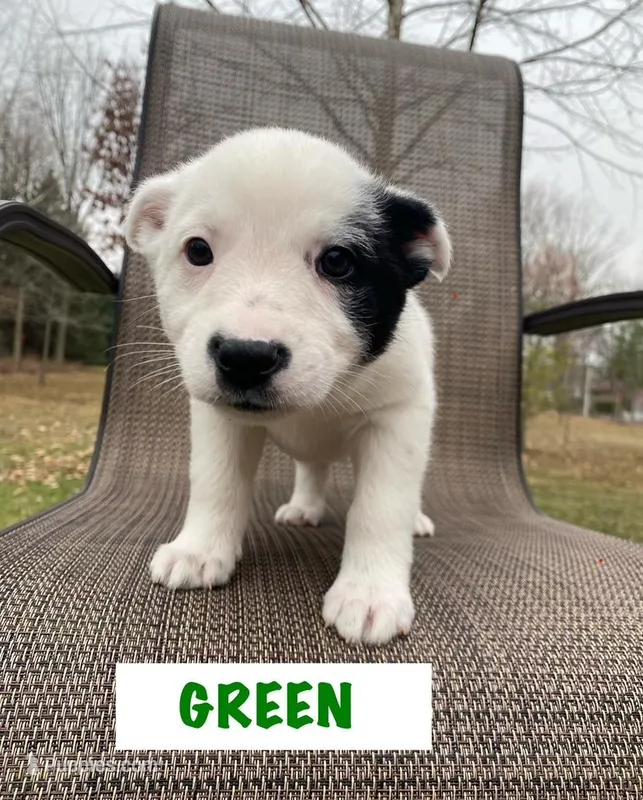 Green – Australian Cattle Dog puppy for sale in Richmond, MI