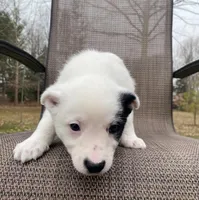 Green, a female Australian Cattle Dog for sale in Richmond, MI – Photo 2 of 7