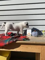 Minnie 🐾, a female Australian Cattle Dog and Border Collie for sale in Smiths Creek, MI – 6 of 8