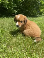 Duke, a male Australian Shepherd and Border Collie for sale in Smiths Creek, MI – 3 of 7