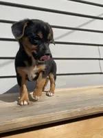 Coco, a female Jack Russell Terrier and Chihuahua for sale in Smiths Creek, MI – 3 of 10