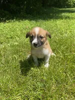 Coda, a male Australian Shepherd and Border Collie for sale in Smiths Creek, MI – 6 of 6