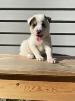 Daisy 🐾, a female Australian Cattle Dog and Border Collie for sale in Smiths Creek, MI – 10 of 10