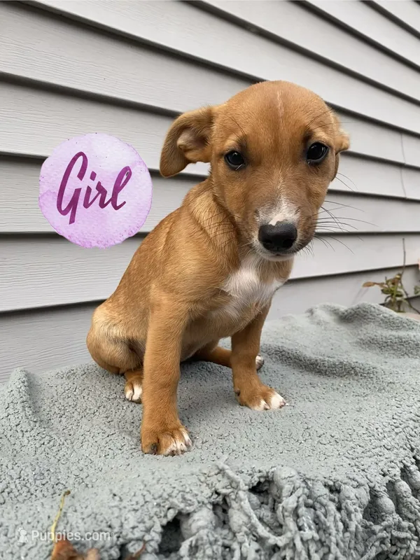 Jane – Jack Russell Terrier puppy for sale in Smiths Creek, MI