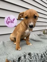 Jane, a female Jack Russell Terrier for sale in Smiths Creek, MI – 1 of 6