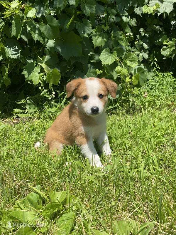 Abbey – Australian Shepherd, Border Collie puppy for sale in Richmond, MI