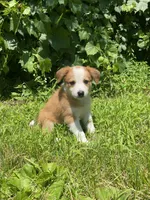 Abbey, a female Australian Shepherd and Border Collie for sale in Richmond, MI – 1 of 5