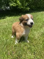 Daisy, a female Australian Shepherd and Border Collie for sale in Richmond, MI – 7 of 10