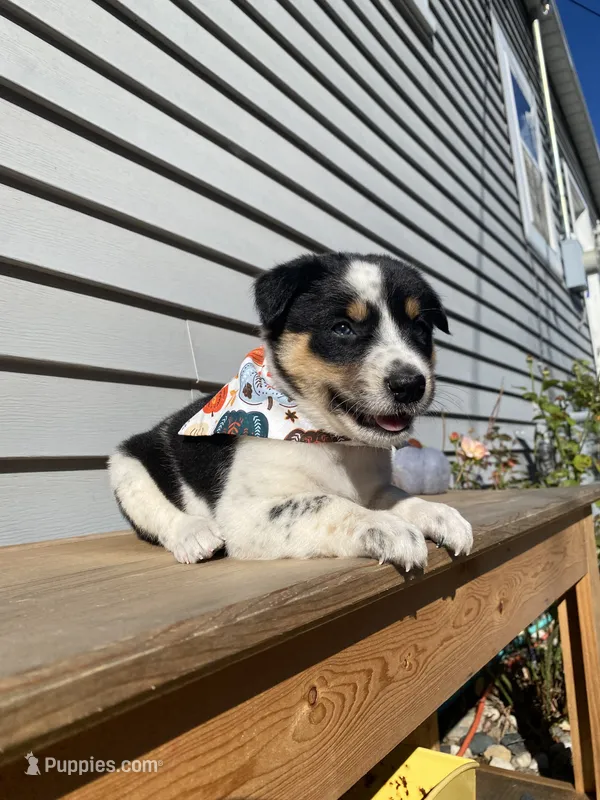 Mickey 🐾 – Australian Cattle Dog, Border Collie puppy for sale in Smiths Creek, MI