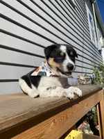 Mickey 🐾, a male Australian Cattle Dog and Border Collie for sale in Smiths Creek, MI – 1 of 9