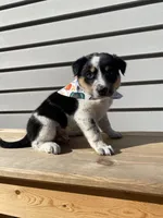 Mickey 🐾, a male Australian Cattle Dog and Border Collie for sale in Smiths Creek, MI – 8 of 9