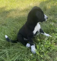 Oreo, a male Shiba Inu and Border Collie for sale in Smiths Creek, MI – 6 of 9