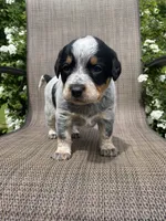 Wyatt, a male Australian Cattle Dog for sale in Richmond, MI – 2 of 6