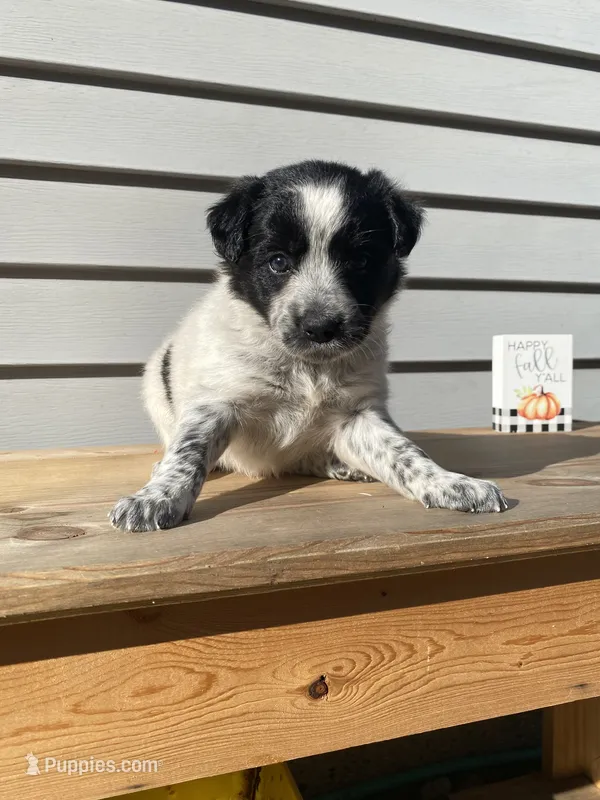 Belle 🐾 – Australian Cattle Dog, Border Collie puppy for sale in Smiths Creek, MI