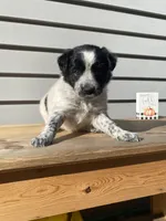 Belle 🐾, a female Australian Cattle Dog and Border Collie for sale in Smiths Creek, MI – 1 of 8