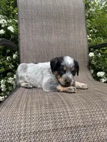 Ranger, a male Australian Cattle Dog for sale in Richmond, MI – 5 of 8