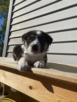 Donald 🐾, a male Australian Cattle Dog and Border Collie for sale in Smiths Creek, MI – 1 of 8