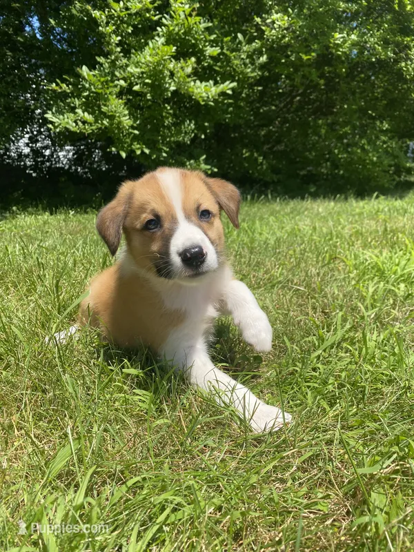 Eddy – Australian Shepherd, Border Collie puppy for sale in Smiths Creek, MI