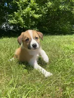 Eddy, a male Australian Shepherd and Border Collie for sale in Smiths Creek, MI – 1 of 8