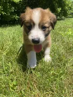 Daisy, a female Australian Shepherd and Border Collie for sale in Richmond, MI – 6 of 10