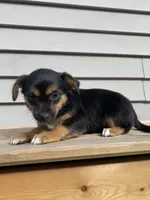 Rose, a female Jack Russell Terrier and Chihuahua for sale in Smiths Creek, MI – 7 of 8