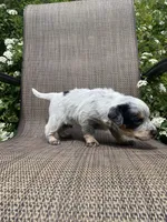 Pip, a male Australian Cattle Dog for sale in Richmond, MI – 4 of 8