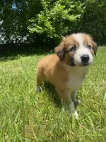 Daisy, a female Australian Shepherd and Border Collie for sale in Richmond, MI – 8 of 10