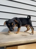 Sofia , a female Jack Russell Terrier and Chihuahua for sale in Smiths Creek, MI – 8 of 8