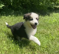 Buddy, a male Australian Shepherd and Border Collie for sale in Richmond, MI – 3 of 5