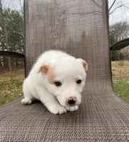 Orange, a male Australian Cattle Dog for sale in Richmond, MI – Photo 4 of 6