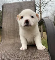 Orange, a male Australian Cattle Dog for sale in Richmond, MI – Photo 3 of 6