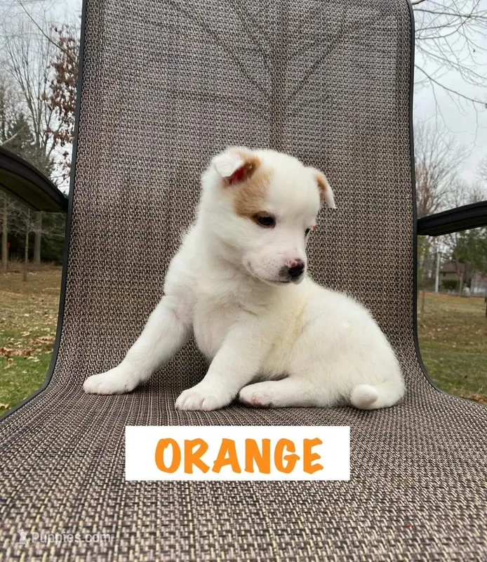Orange – Australian Cattle Dog puppy for sale in Richmond, MI