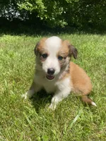 Bonnie, a female Australian Shepherd and Border Collie for sale in Smiths Creek, MI – 6 of 8