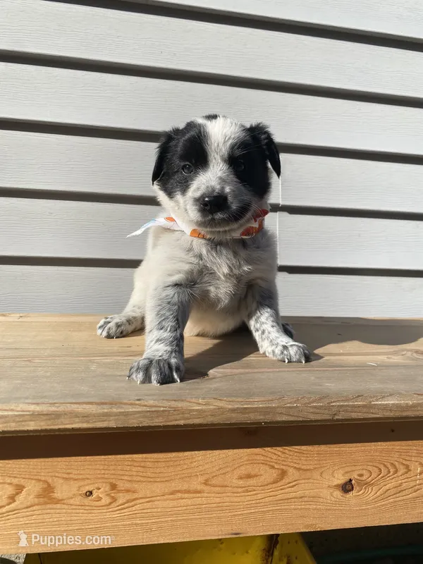 Pluto 🐾 – Australian Cattle Dog, Border Collie puppy for sale in Smiths Creek, MI