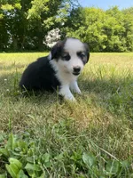Buddy, a male Australian Shepherd and Border Collie for sale in Richmond, MI – 2 of 5