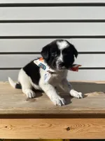 Goofy 🐾, a male Australian Cattle Dog and Border Collie for sale in Smiths Creek, MI – 3 of 9
