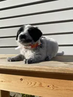 Pluto 🐾, a male Australian Cattle Dog and Border Collie for sale in Smiths Creek, MI – 6 of 7