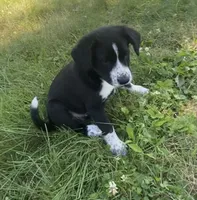 Oreo, a male Shiba Inu and Border Collie for sale in Smiths Creek, MI – 7 of 9
