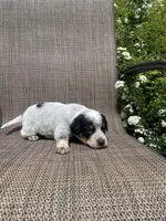 Tex, a male Australian Cattle Dog for sale in Richmond, MI – 6 of 6