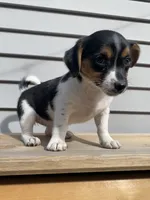 Lady, a female Jack Russell Terrier and Chihuahua for sale in Smiths Creek, MI – 5 of 6