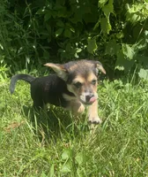 Sugar, a female Shiba Inu and Border Collie for sale in Smiths Creek, MI – 2 of 6