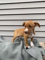 Jill, a female Jack Russell Terrier for sale in Smiths Creek, MI – 7 of 8
