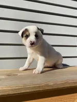 Daisy 🐾, a female Australian Cattle Dog and Border Collie for sale in Smiths Creek, MI – 5 of 10