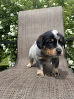 Maverick, a male Australian Cattle Dog for sale in Richmond, MI – 2 of 7