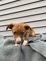 Jill, a female Jack Russell Terrier for sale in Smiths Creek, MI – 4 of 8